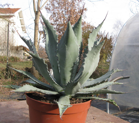 Pépinière Palmaris Agave durangensis 