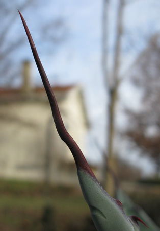 Pépinière Palmaris Agave durangensis 