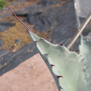 Pépinière Palmaris Agave durangensis 