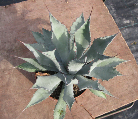 Pépinière Palmaris Agave durangensis 