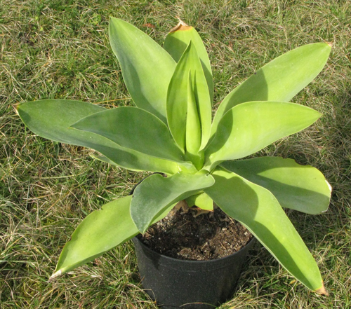 Pépinière Palmaris Agave ellemeetiana