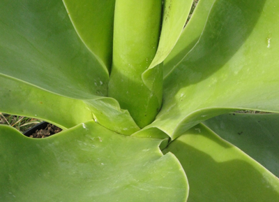 Pépinière Palmaris Agave ellemeetiana