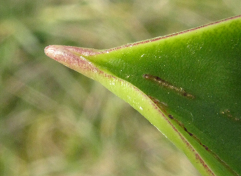 Pépinière Palmaris Agave ellemeetiana