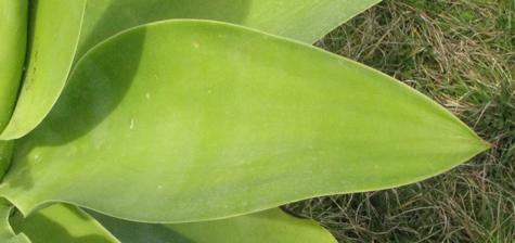 Pépinière Palmaris Agave ellemeetiana