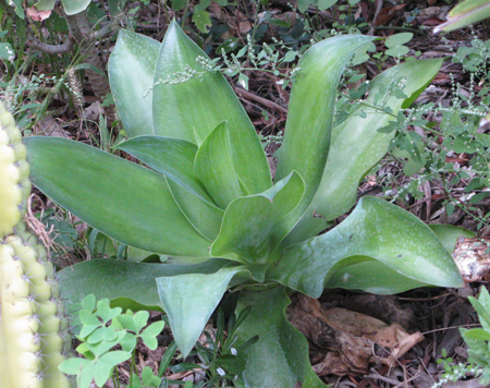 Pépinière Palmaris Agave ellemeetiana