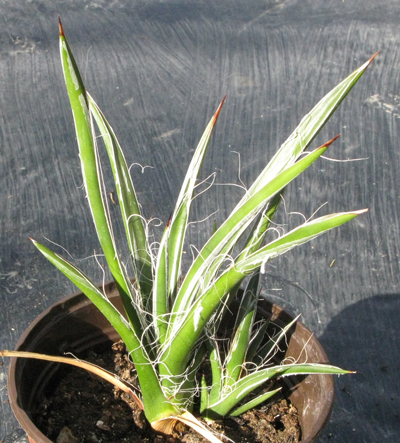 Pépinière Palmaris Agave felgeri 