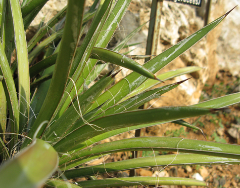 Pépinière Palmaris Agave felgeri Nice