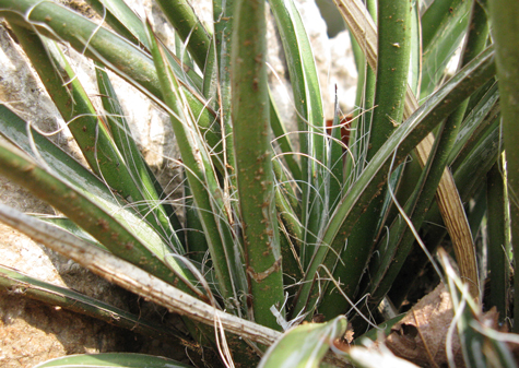 Pépinière Palmaris Agave felgeri Nice