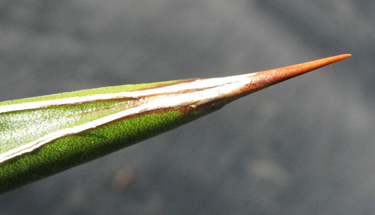 Pépinière Palmaris Agave felgeri 