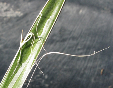 Pépinière Palmaris Agave felgeri 