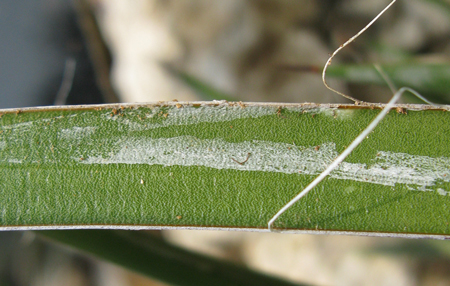 Pépinière Palmaris Agave felgeri 