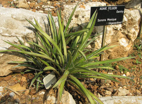 Pépinière Palmaris Agave felgeri Nice