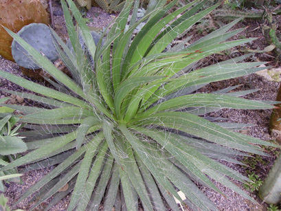 Palmaris Agave filifera Cactuseraie