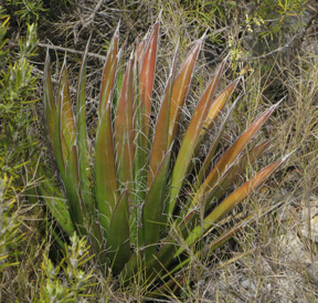 Palmaris Agave filifera Foncaude