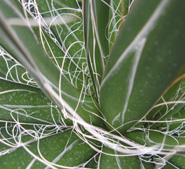 Palmaris Agave filifera 