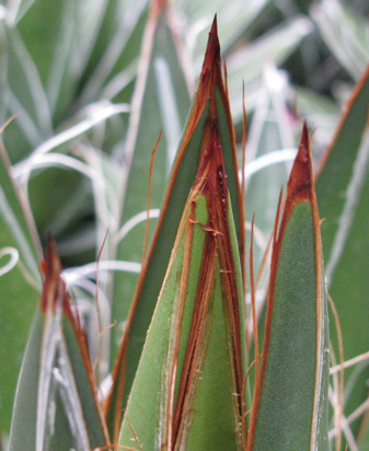 Palmaris Agave filifera 