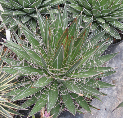 Palmaris Agave filifera 