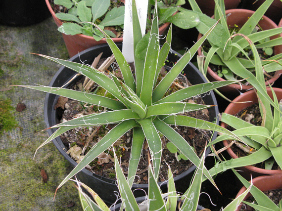 Palmaris Agave filifera 