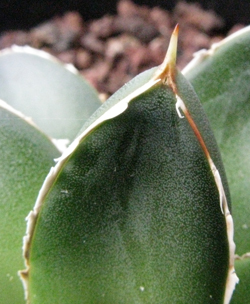 Pépinière Palmaris Agave filifera compacta