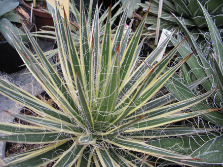 Palmaris Agave filifera marginata