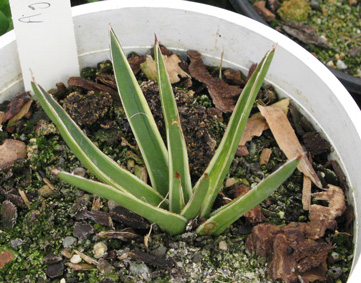 Palmaris Agave filifera marginata