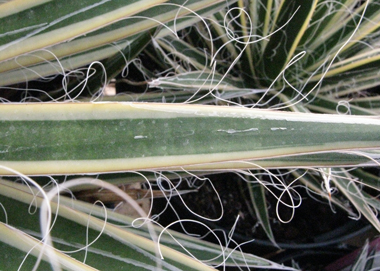 Pépinière Palmaris Agave filifera marginata