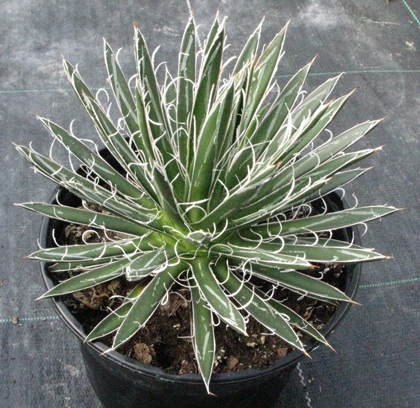 Pépinière Palmaris Agave filifera microceps