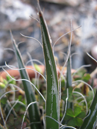 Pépinière Palmaris Agave filifera multifilifera