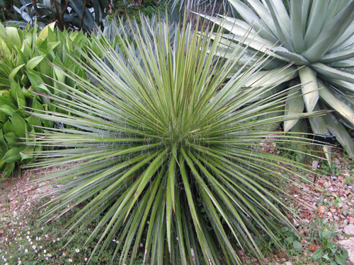 Pépinière Palmaris Agave filifera multifilifera Nice