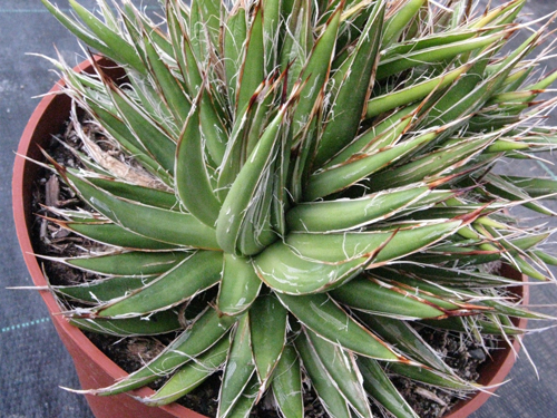 Pépinière Palmaris Agave filifera prolifera