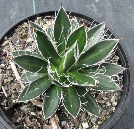 Pépinière Palmaris Agave filifera schidigera "Black widow"