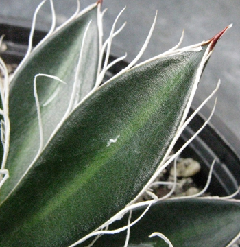 Pépinière Palmaris Agave filifera schidigera "Black widow"