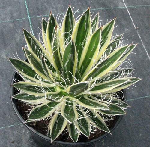 Pépinière Palmaris Agave filifera schidigera marginata