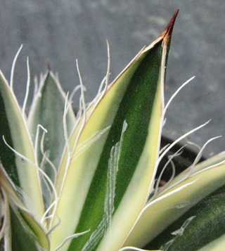 Pépinière Palmaris Agave filifera schidigera marginata