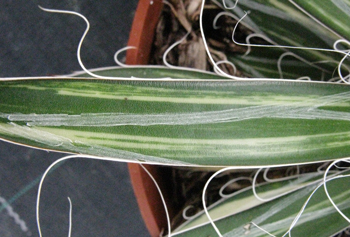 Pépinière Palmaris Agave filifera striata