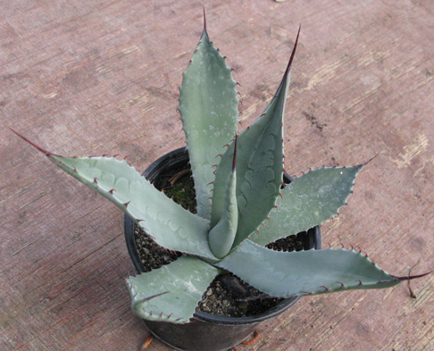 Pépinière Palmaris Agave flexispina 