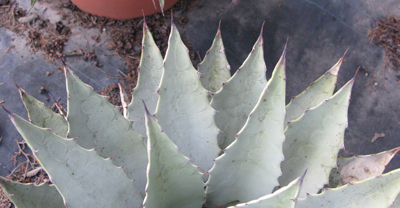 Pépinière Palmaris Agave flexispina