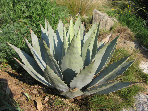 Pépinière Palmaris Agave flexispina Bianchi