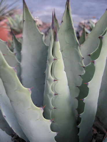 Pépinière Palmaris Agave flexispina