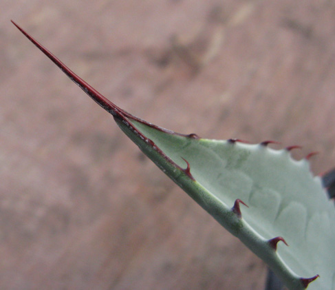 Pépinière Palmaris Agave flexispina 