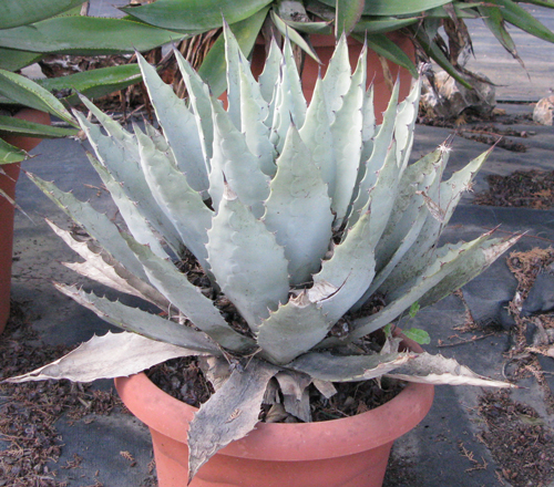 Pépinière Palmaris Agave flexispina Van der Meer