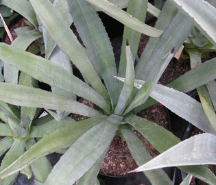 Palmaris Agave fourcroydes