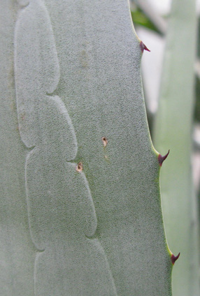 Palmaris Agave fourcroydes