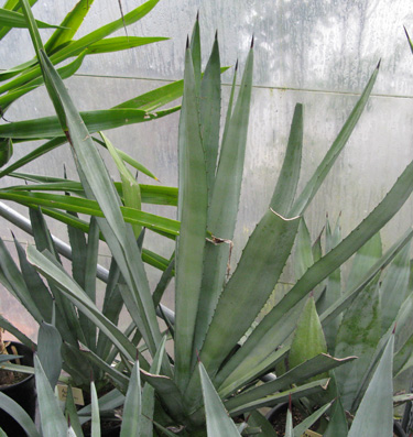 Palmaris Agave fourcroydes