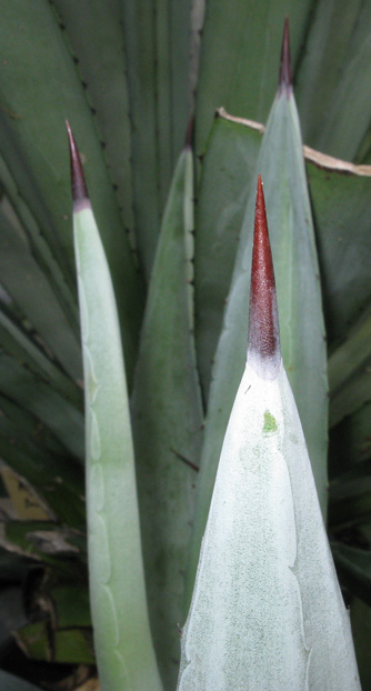 Palmaris Agave fourcroydes