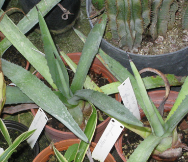 Palmaris Agave fourcroydes