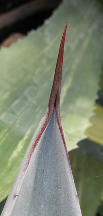 Palmaris Agave franzosini