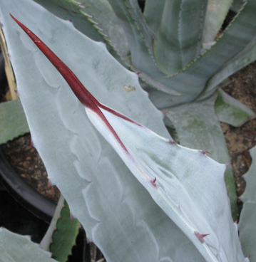 Palmaris Agave franzosini