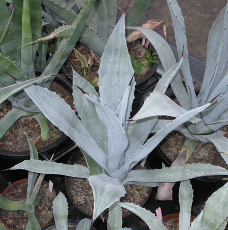 Palmaris Agave franzosini