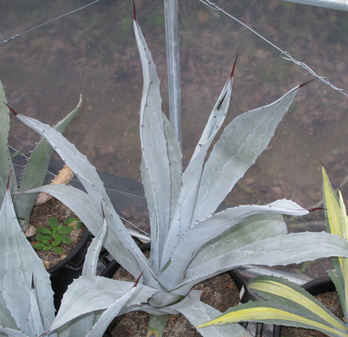 Palmaris Agave franzosini